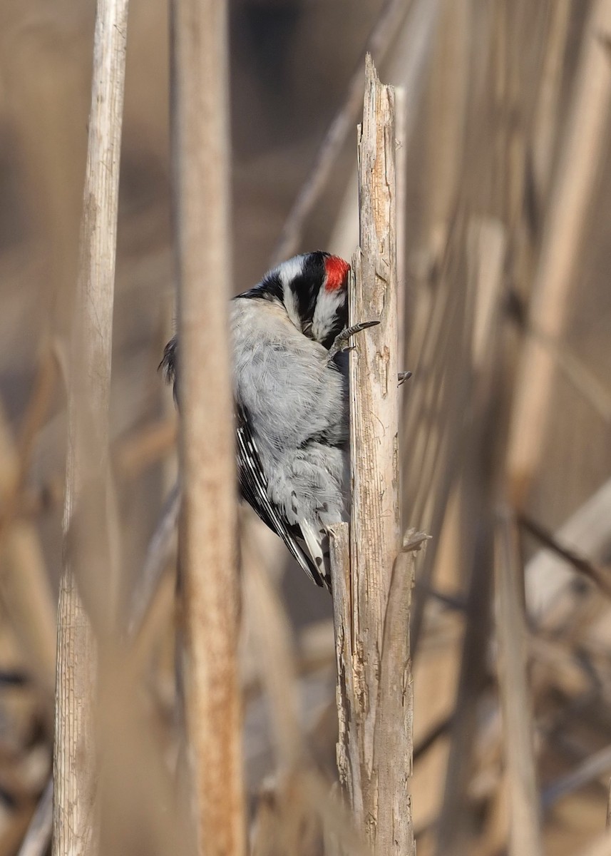 Downy Woodpecker - ML418525401