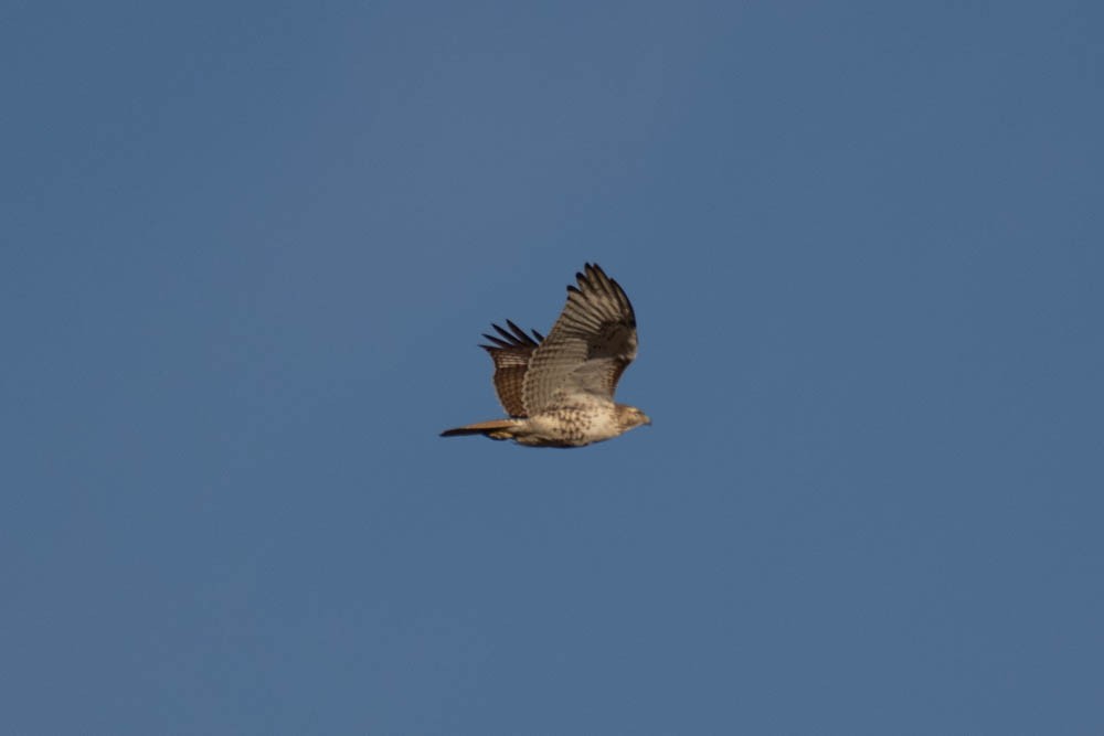 Red-tailed Hawk - ML418525551