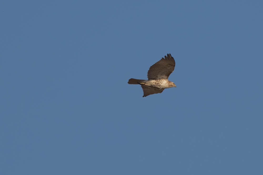 Red-tailed Hawk - ML418525561