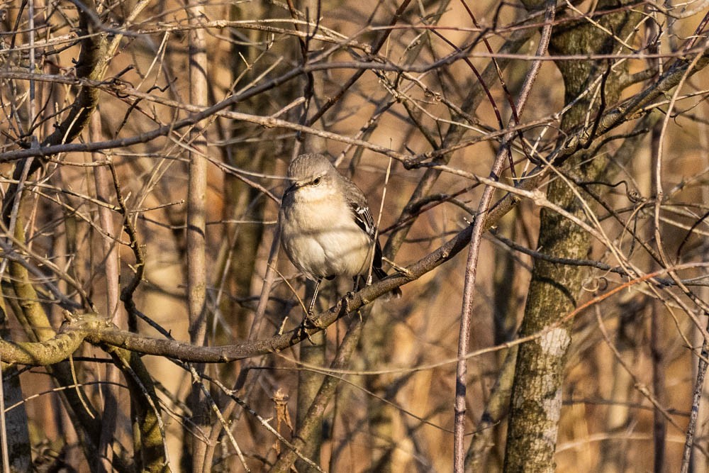 Northern Mockingbird - ML418525981