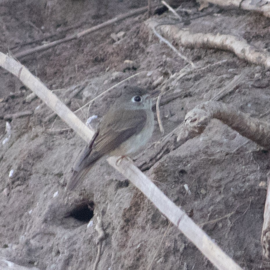 Brown-breasted Flycatcher - ML418526591