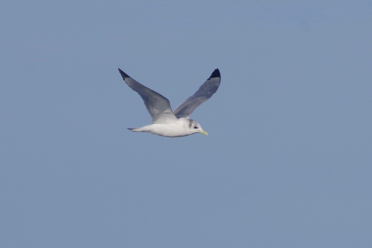 Black-legged Kittiwake - ML418528371