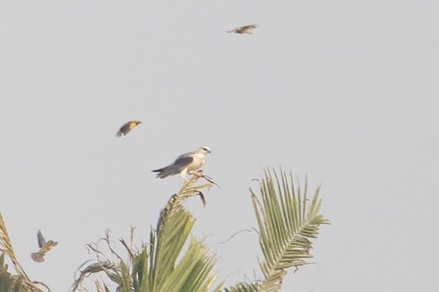 Black-winged Kite - Raju Nair