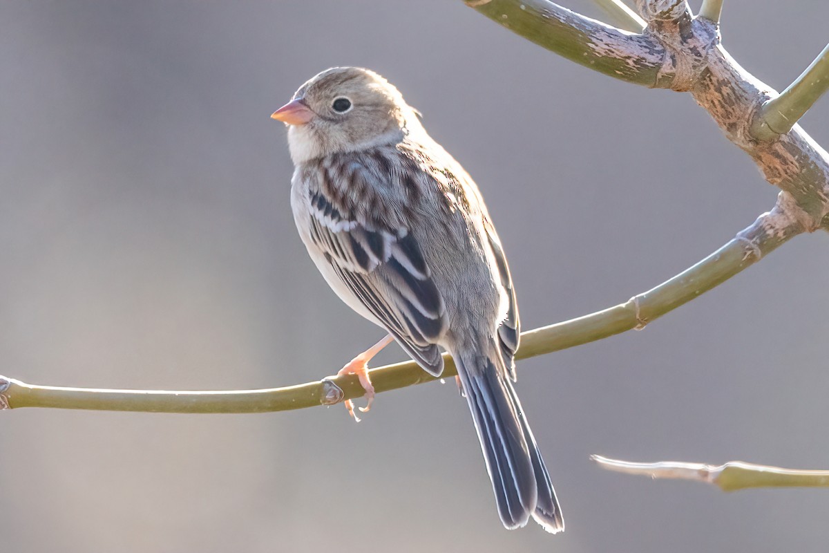 Field Sparrow - ML418529161