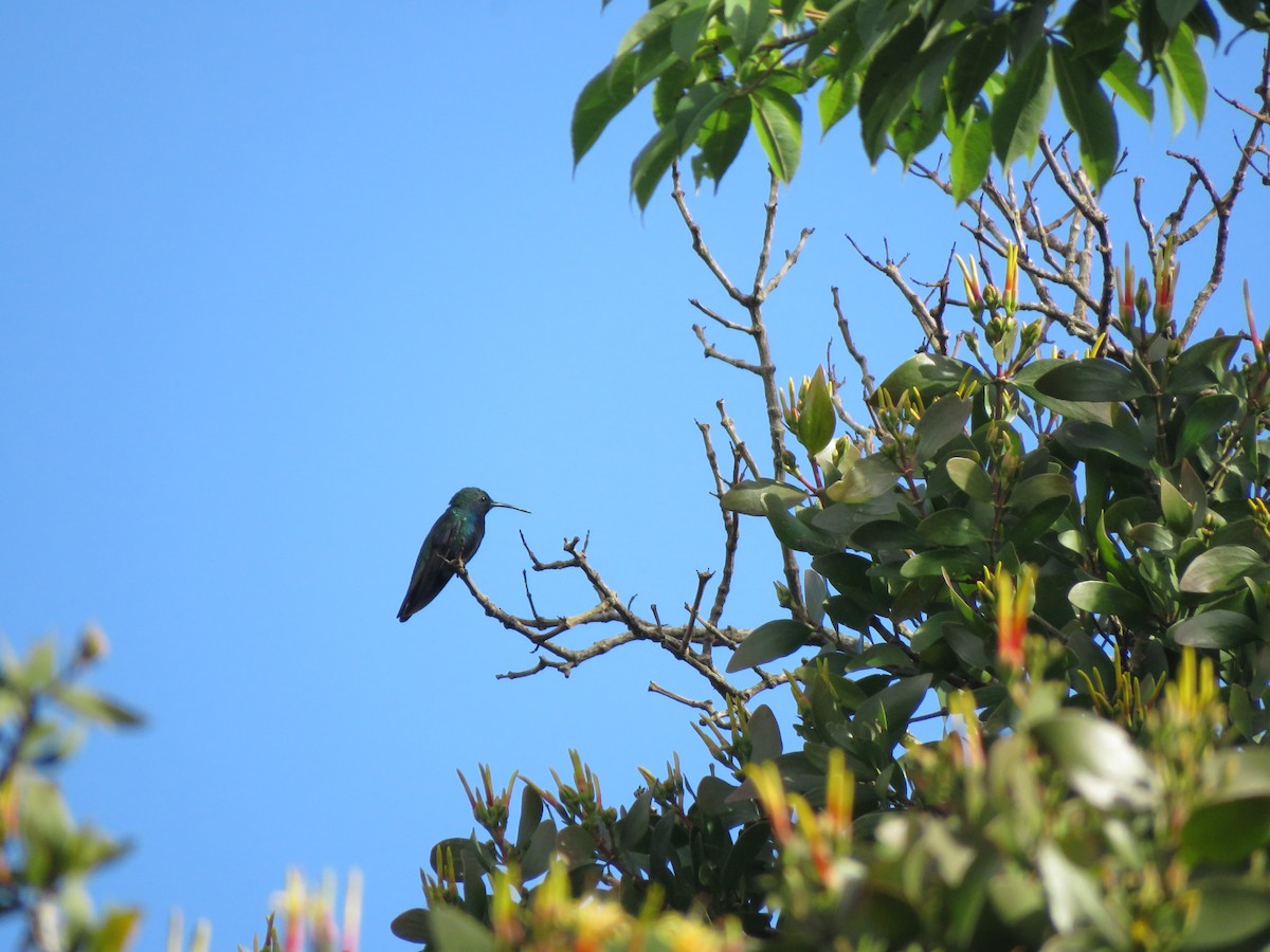 Black-throated Mango - Ignacio Escobar Gutiérrez