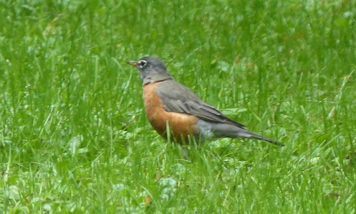 American Robin - Deb Holland