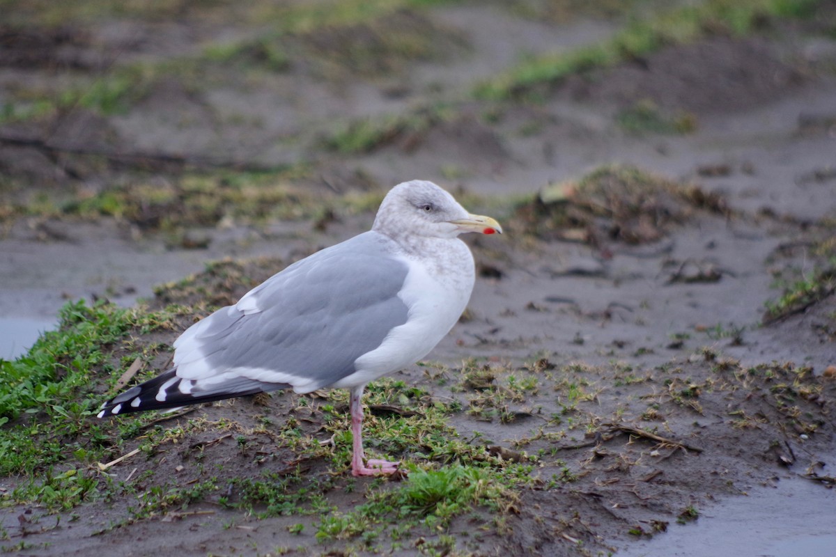 Gaviota Argéntea - ML418532751