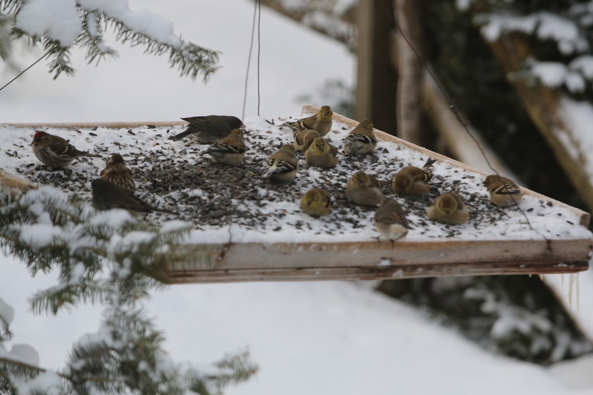 American Goldfinch - ML418533641