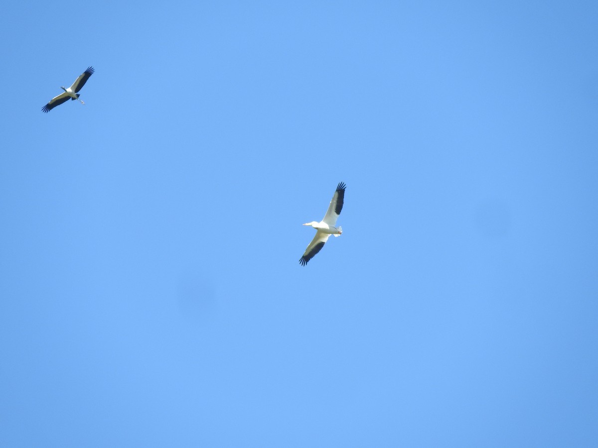 American White Pelican - ML418534331