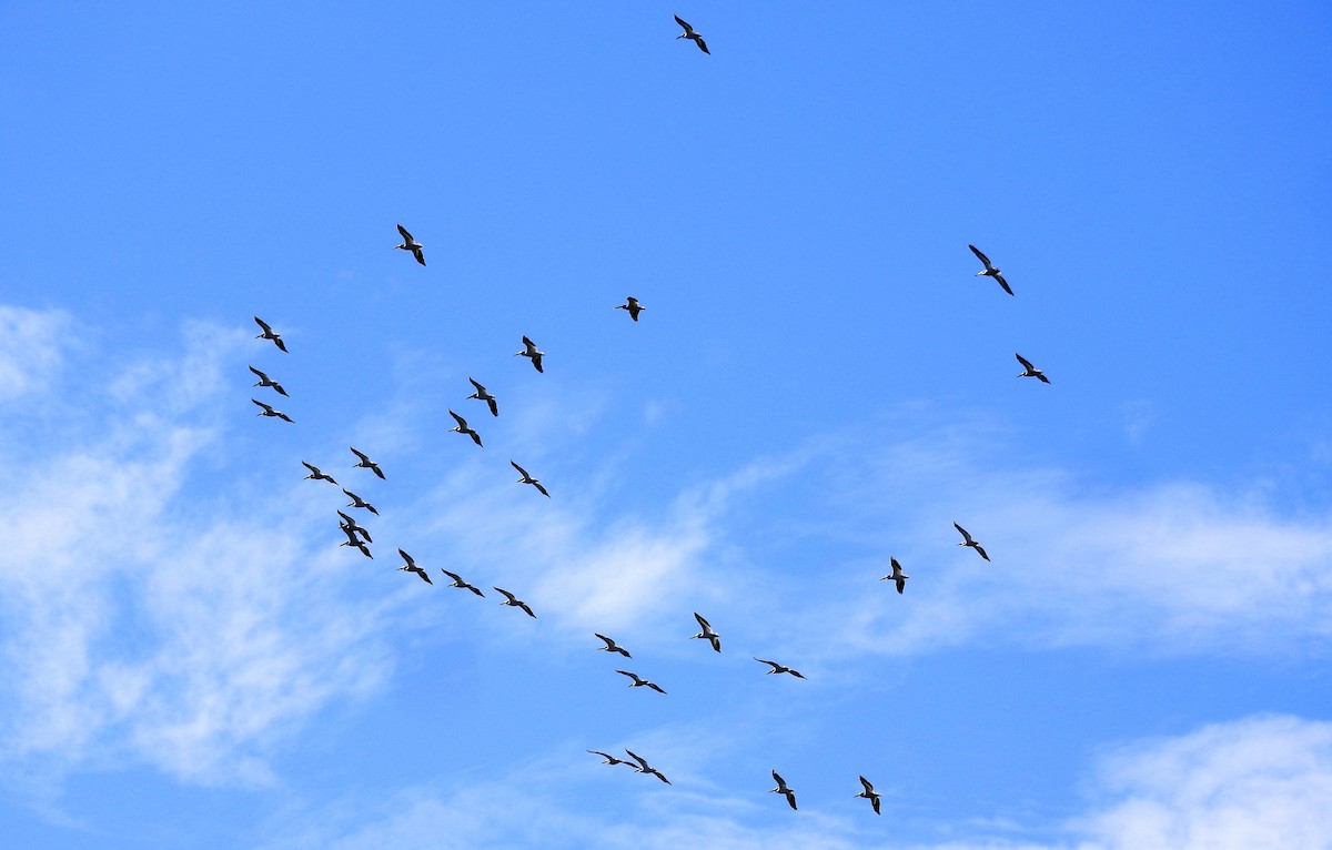 American White Pelican - ML418534401