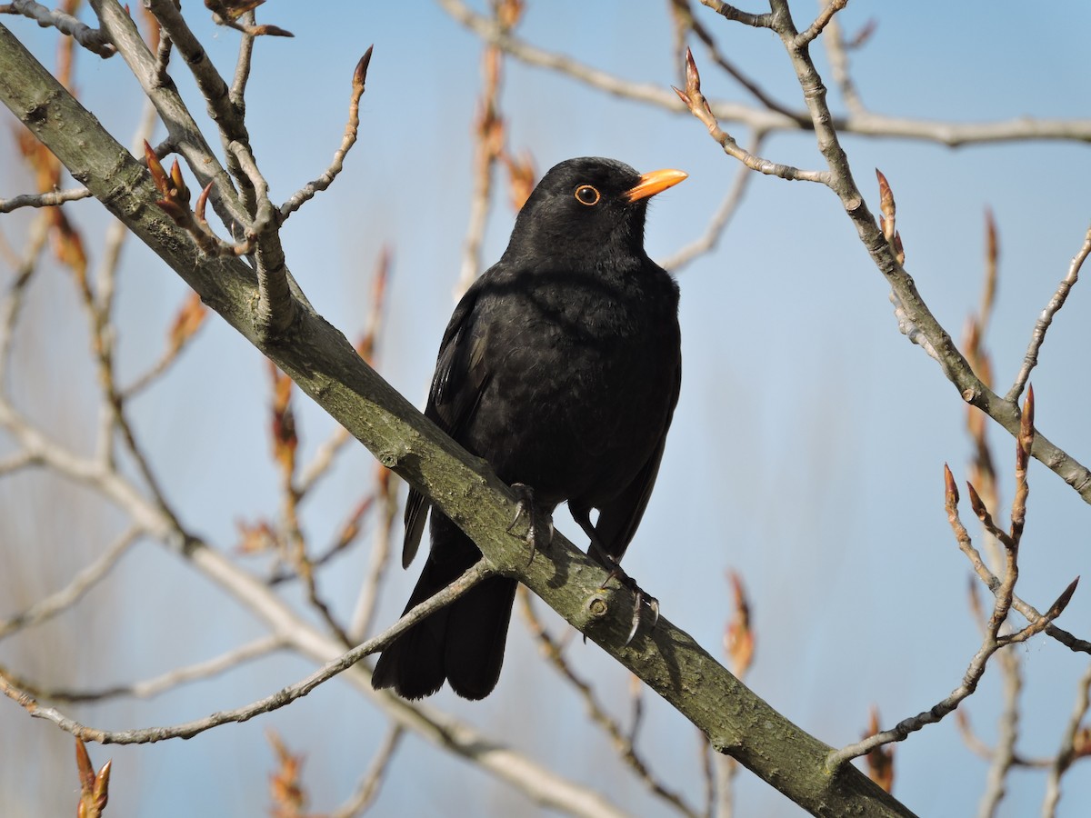 Eurasian Blackbird - Taylor Abbott