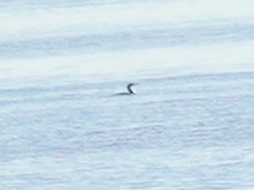 Red-throated Loon - ML418536621