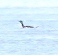 Red-throated Loon - ML418536631