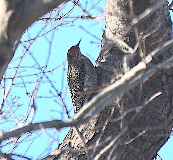 Yellow-bellied Sapsucker - ML418536731