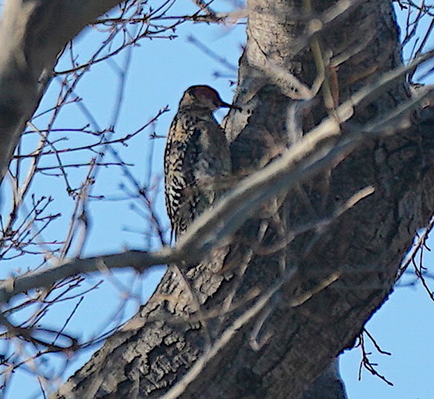 Yellow-bellied Sapsucker - ML418536751