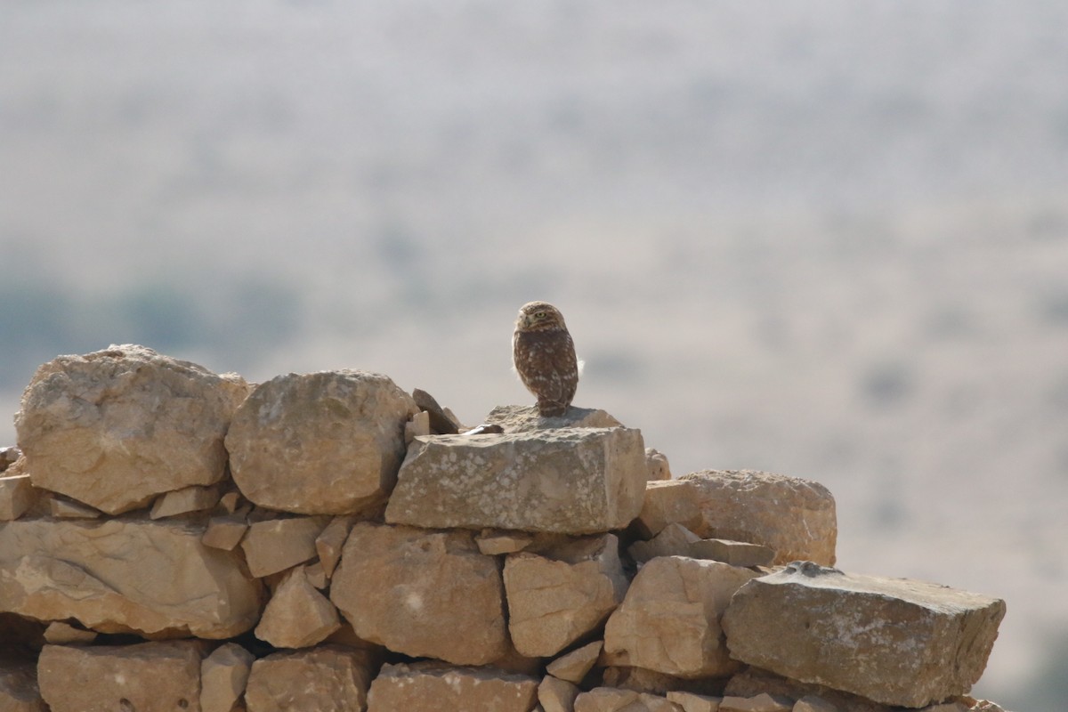 Little Owl - Krista Oswald