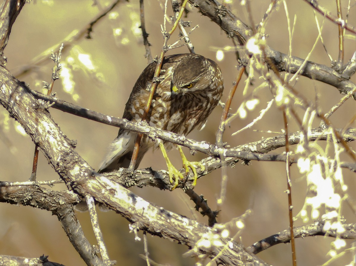 Sharp-shinned Hawk - Howard Weinberg