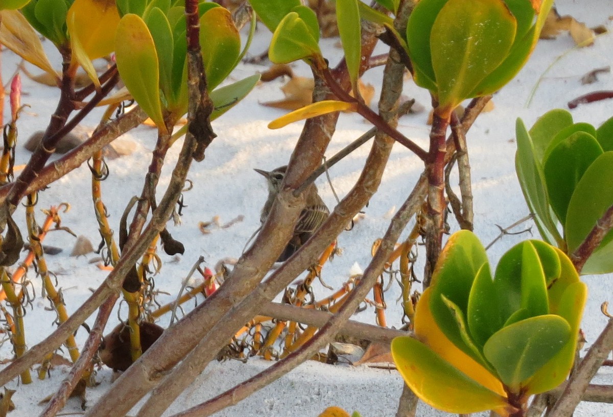 Palm Warbler - Susan Daughtrey