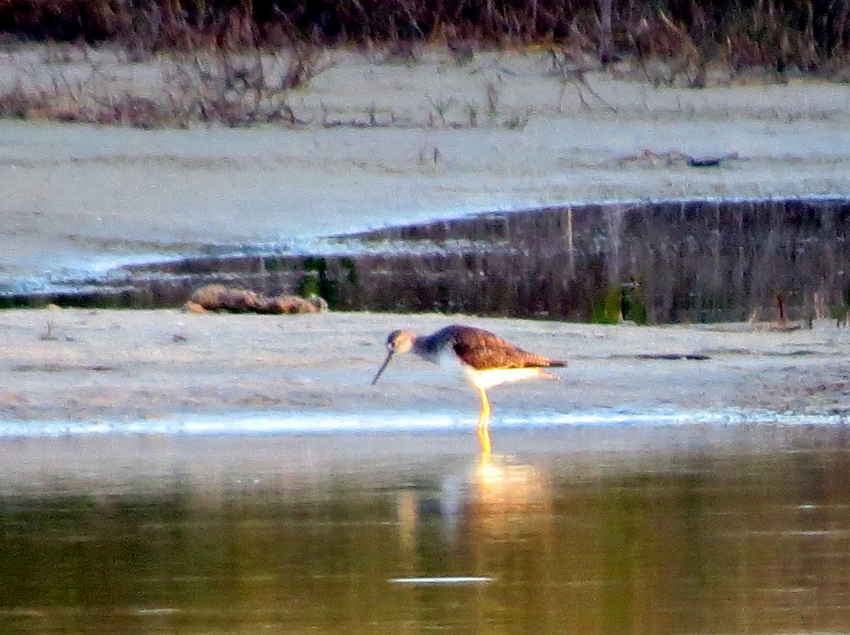 Greater Yellowlegs - ML418539911