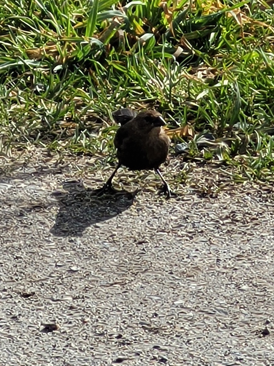Brown-headed Cowbird - ML418540191