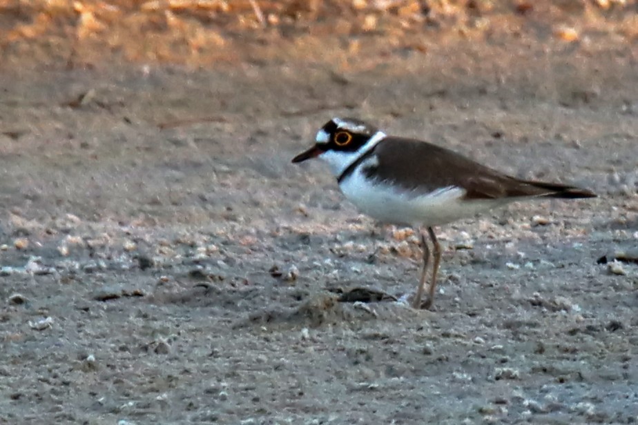 Little Ringed Plover - ML418540211