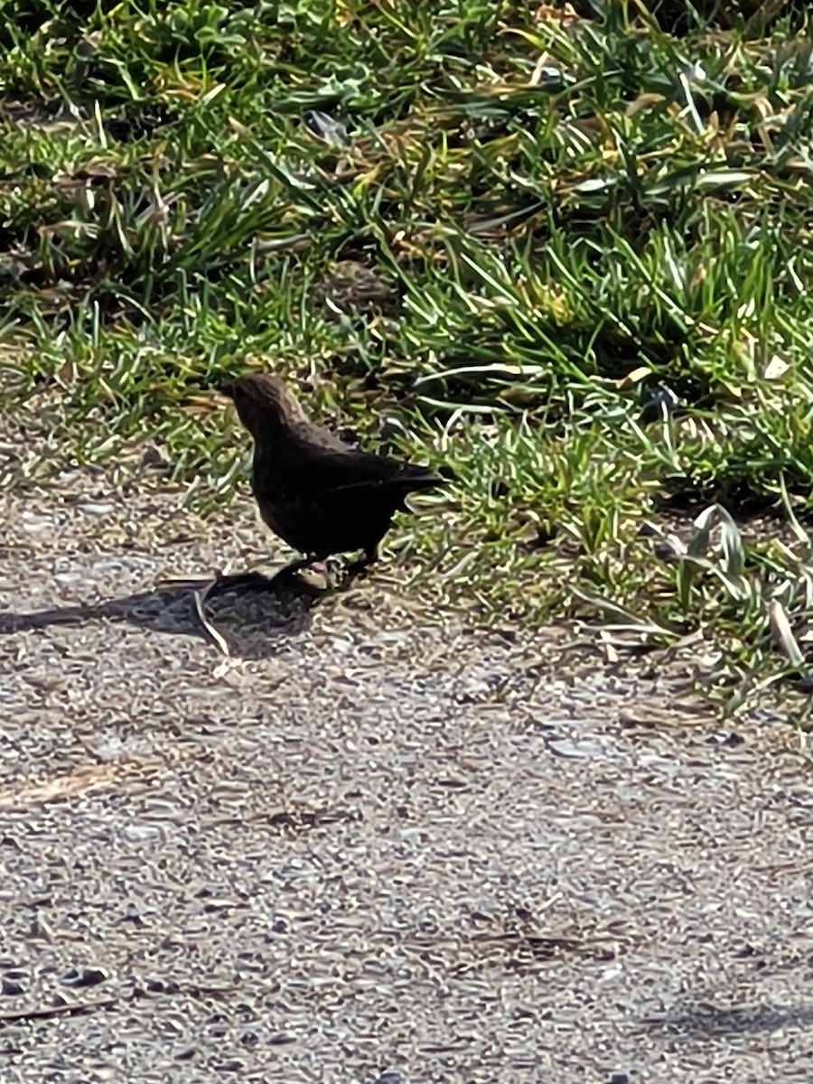 Brown-headed Cowbird - ML418540221
