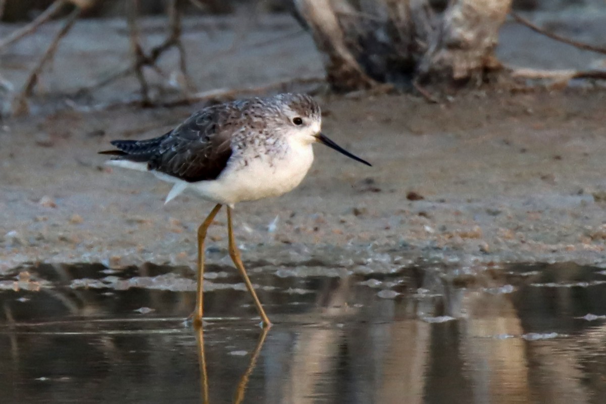 Marsh Sandpiper - ML418540281