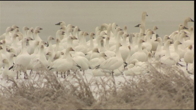 Snow Goose - ML418541