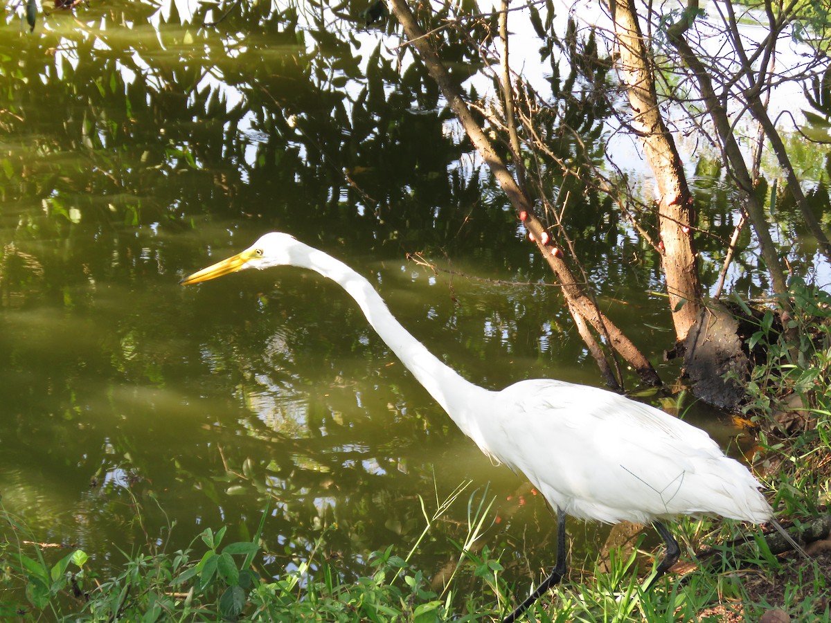 Great Egret - Romeu Gama