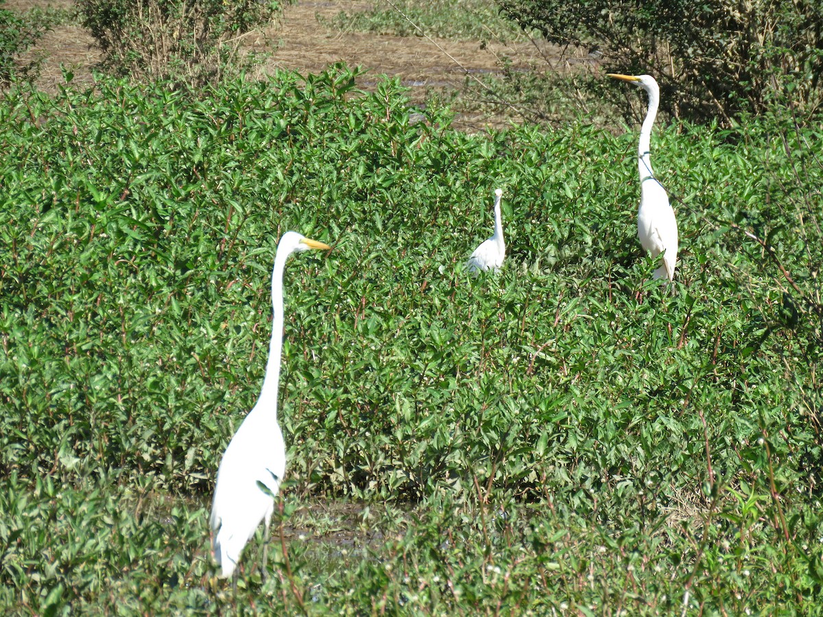 Great Egret - Romeu Gama