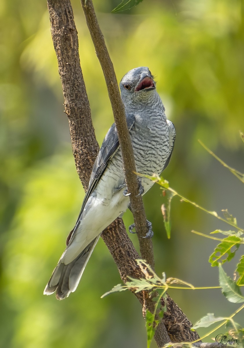 インドオオオニサンショウクイ - ML418541661