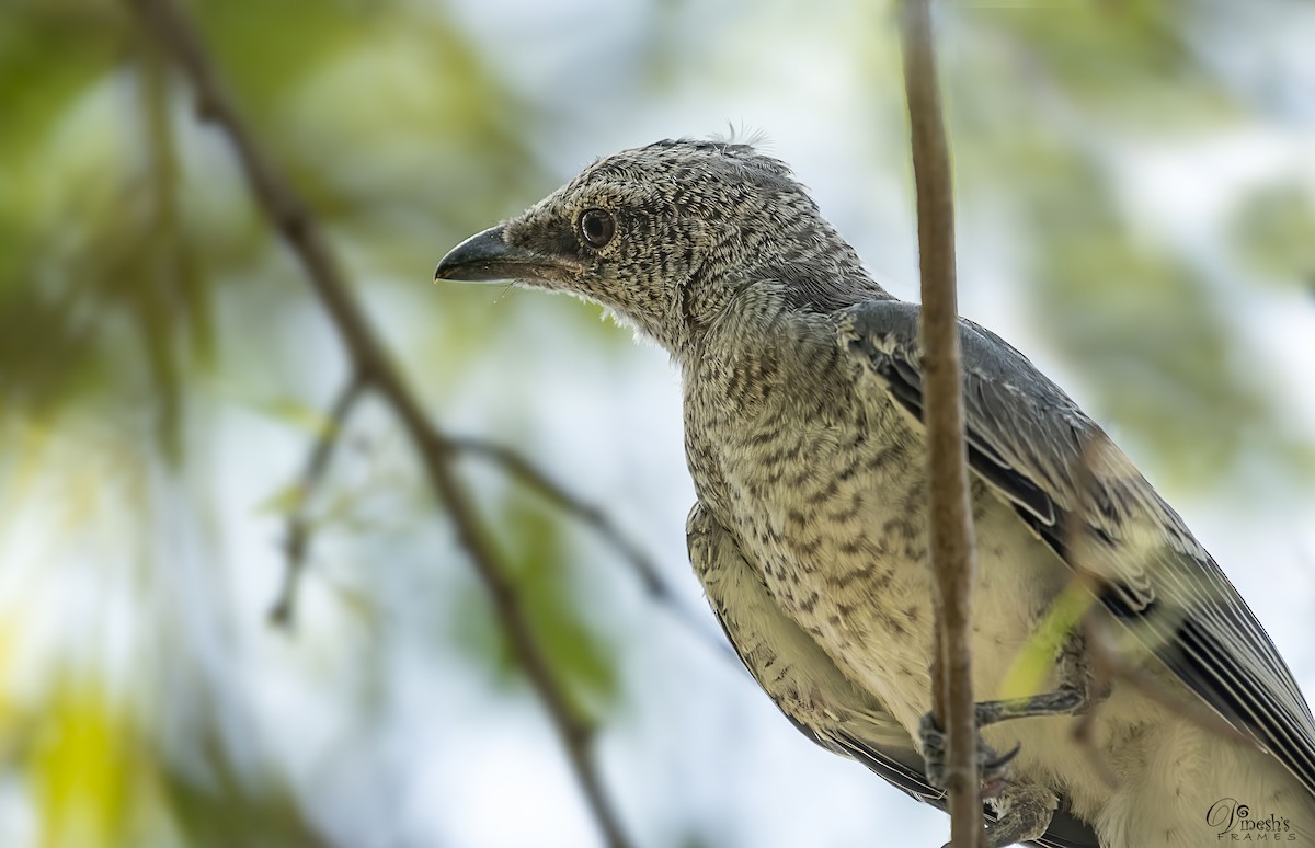 インドオオオニサンショウクイ - ML418541771