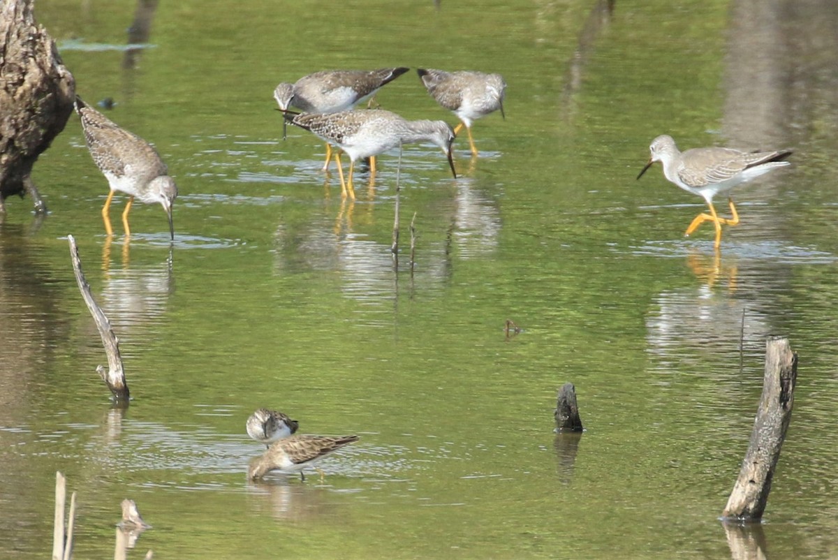 Greater Yellowlegs - ML418542381