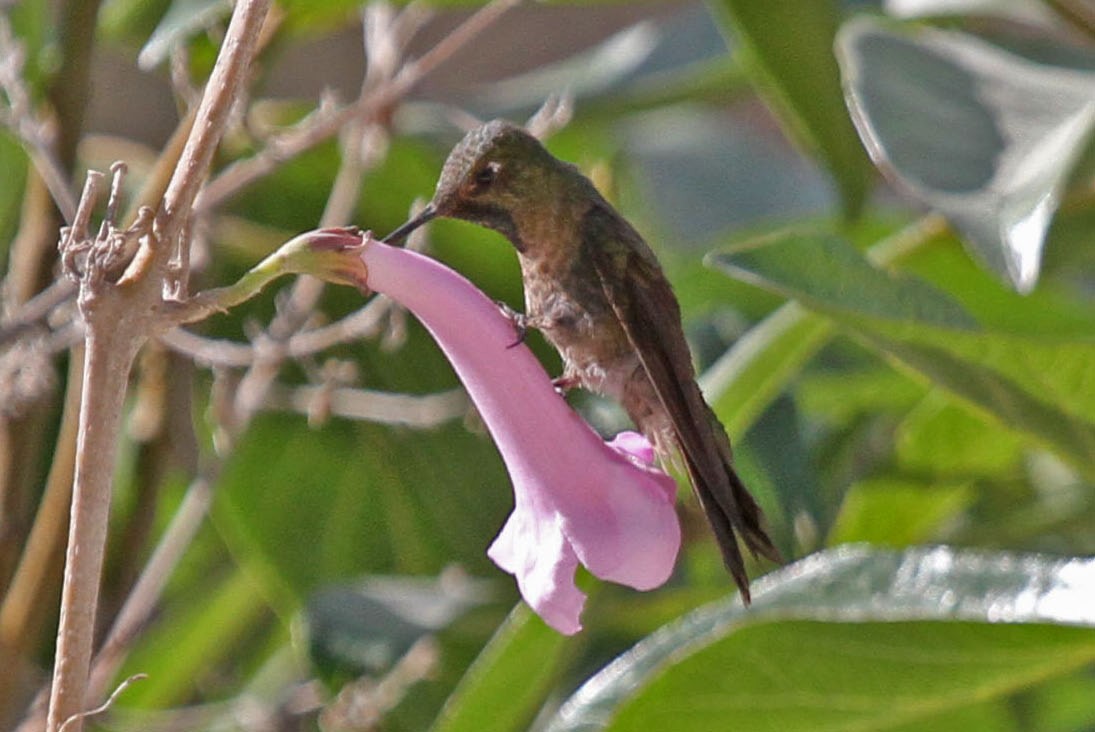kolibřík dřišťálový - ML41854371