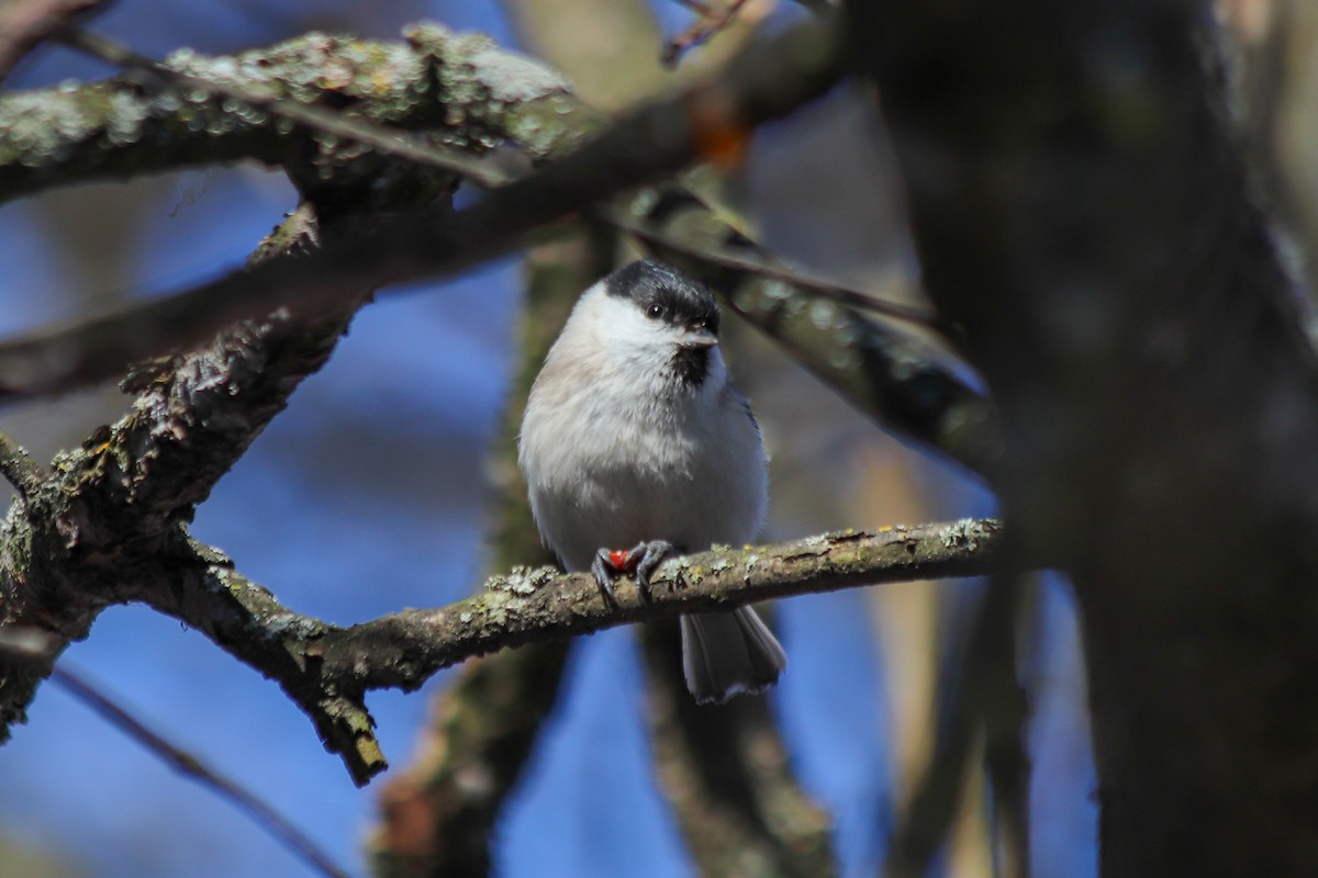 Marsh Tit - ML418544491