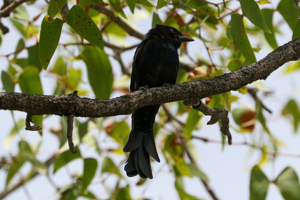Fork-tailed Drongo - ML418544621
