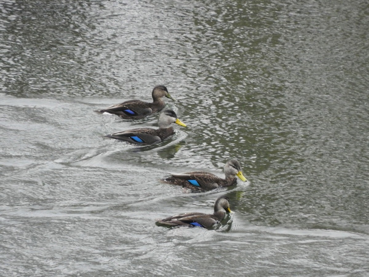 American Black Duck - ML418544771