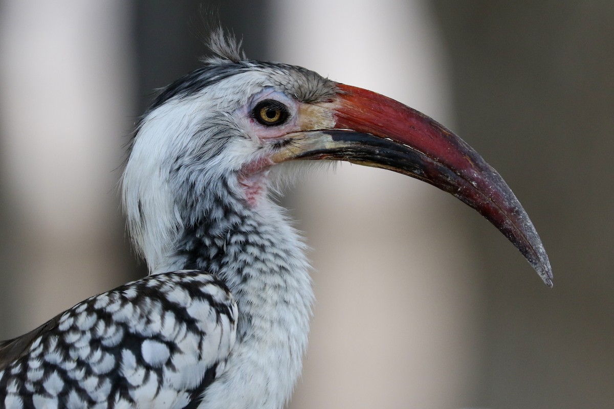Southern Red-billed Hornbill - Marie Stridh