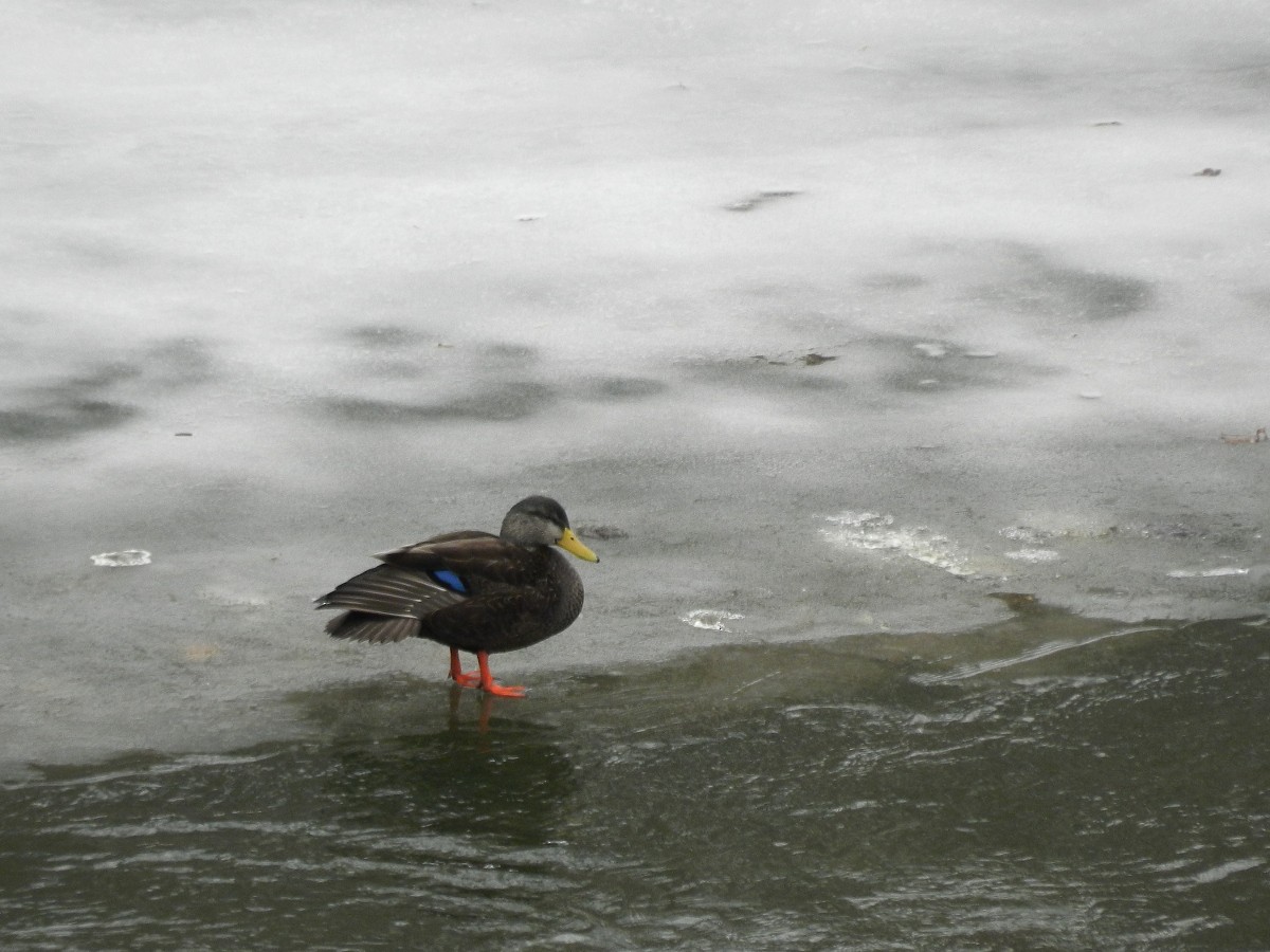 American Black Duck - ML418545021