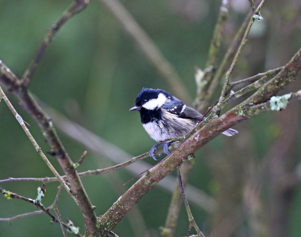 Coal Tit - ML418545231