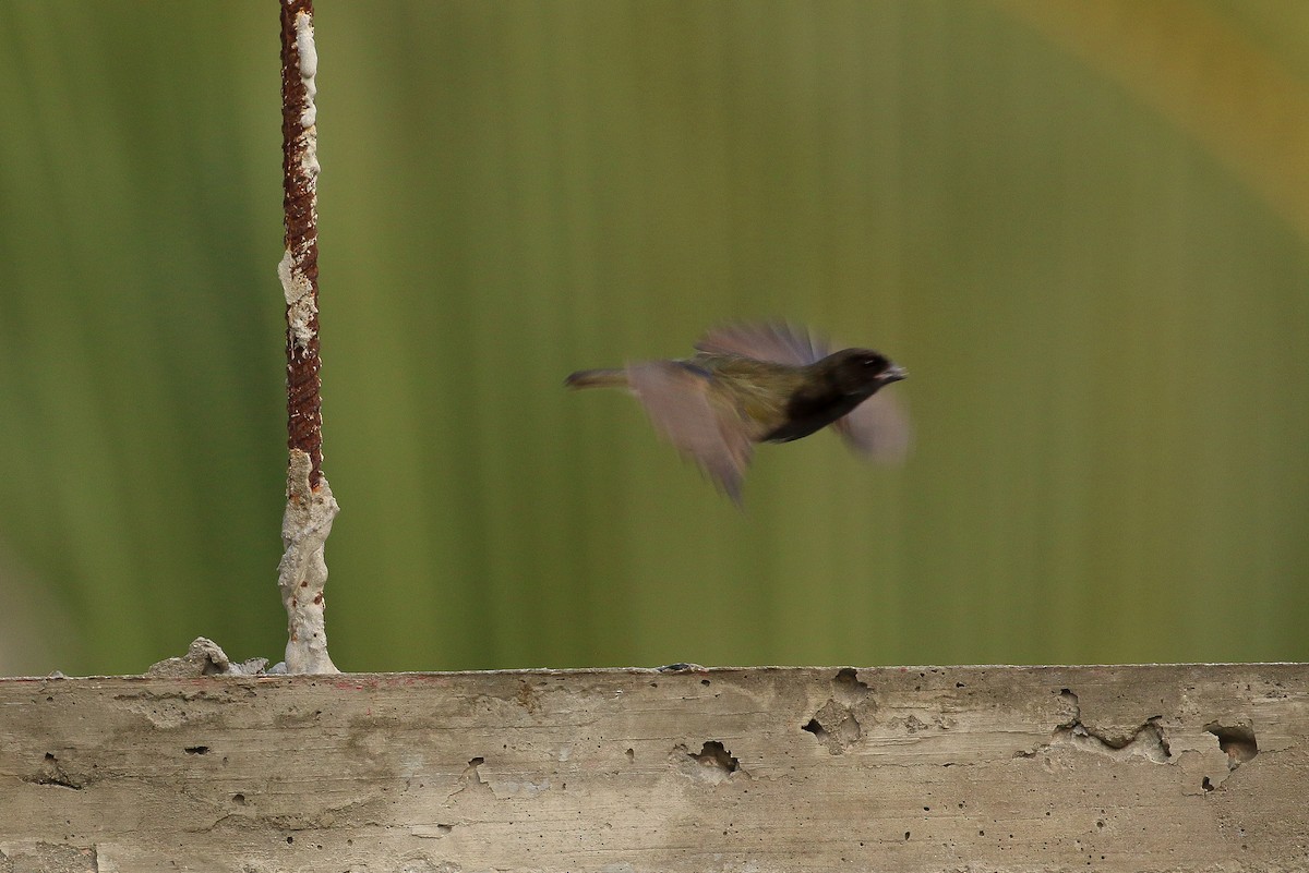 Black-faced Grassquit - ML41854531