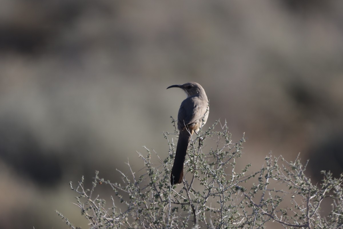 LeConte's Thrasher (LeConte's) - ML418546231