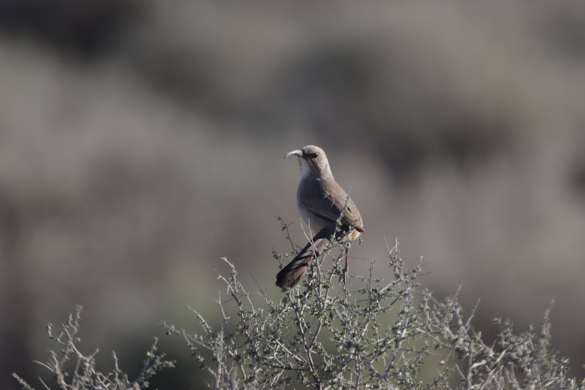 LeConte's Thrasher (LeConte's) - ML418546741