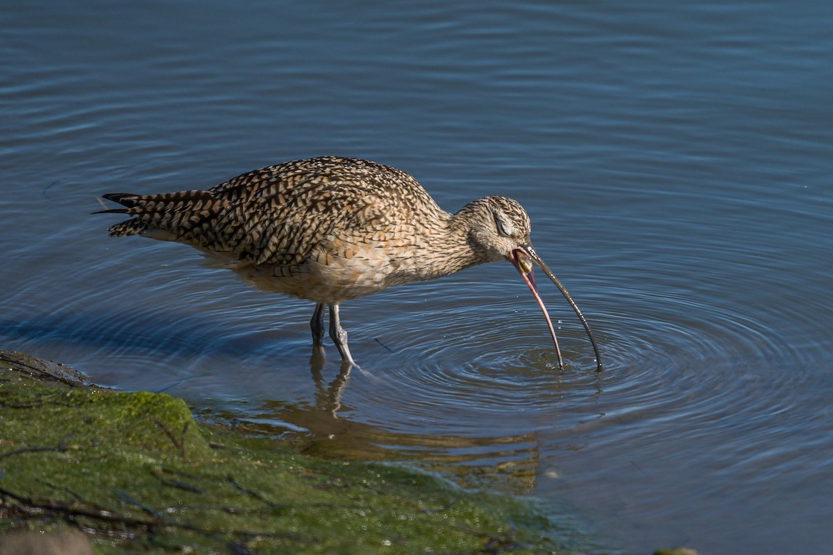 Long-billed Curlew - ML418547651