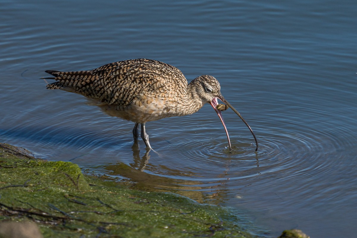 Long-billed Curlew - ML418547661