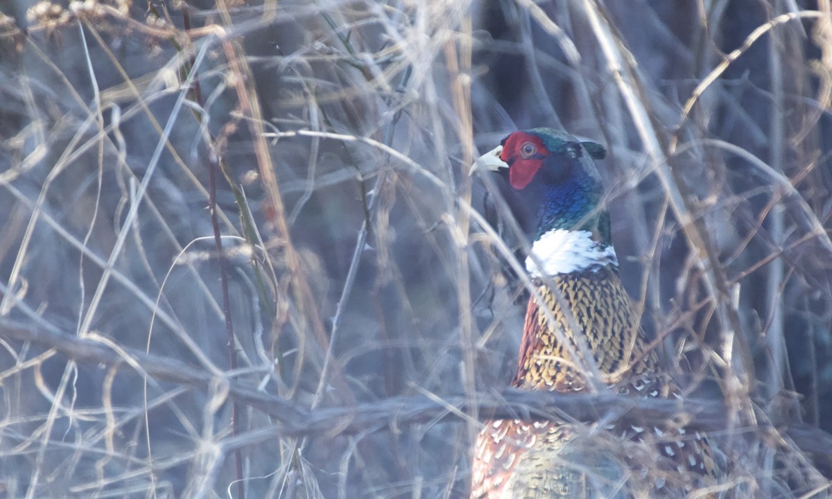 Ring-necked Pheasant - ML418548001