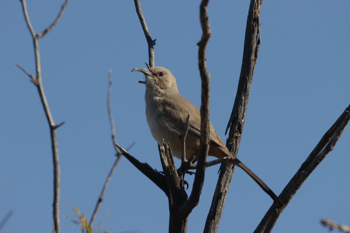 LeConte's Thrasher (LeConte's) - ML418548721