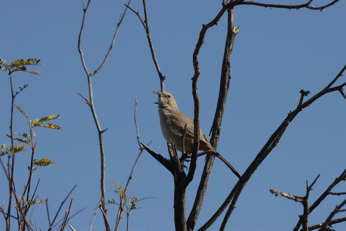 LeConte's Thrasher (LeConte's) - Braydon Luikart