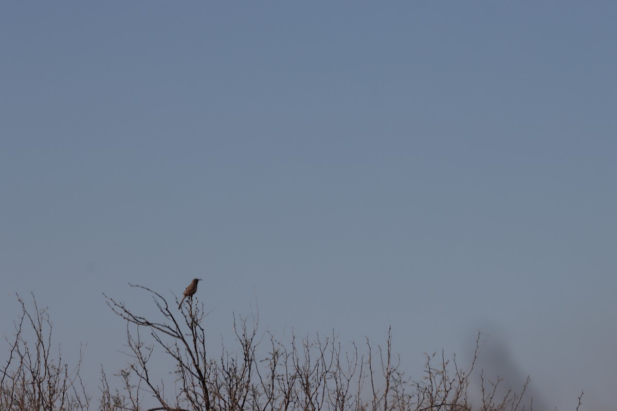 LeConte's Thrasher (LeConte's) - ML418549411