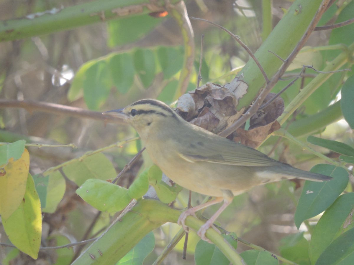 Worm-eating Warbler - ML41855071